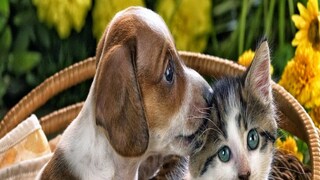 Pet Covid-19 Vaccine Pet Covid-19 Vaccine