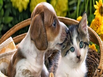 Pet Covid-19 Vaccine