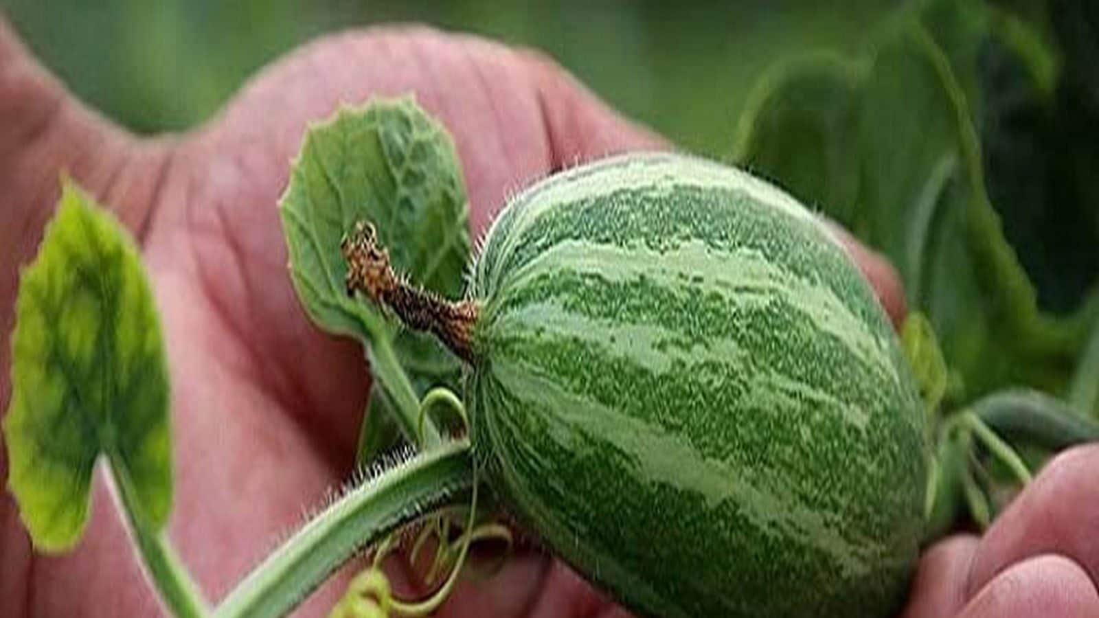 পটল তোলা মানে মৃত্যু কেন? প্রবাদে মারা যাওয়ার সঙ্গে কী সম্পর্ক এই ছাপোষা সবজির! পটল তোলা মানে মৃত্যু কেন? প্রবাদে মারা যাওয়ার সঙ্গে কী সম্পর্ক এই ছাপোষা সবজির!