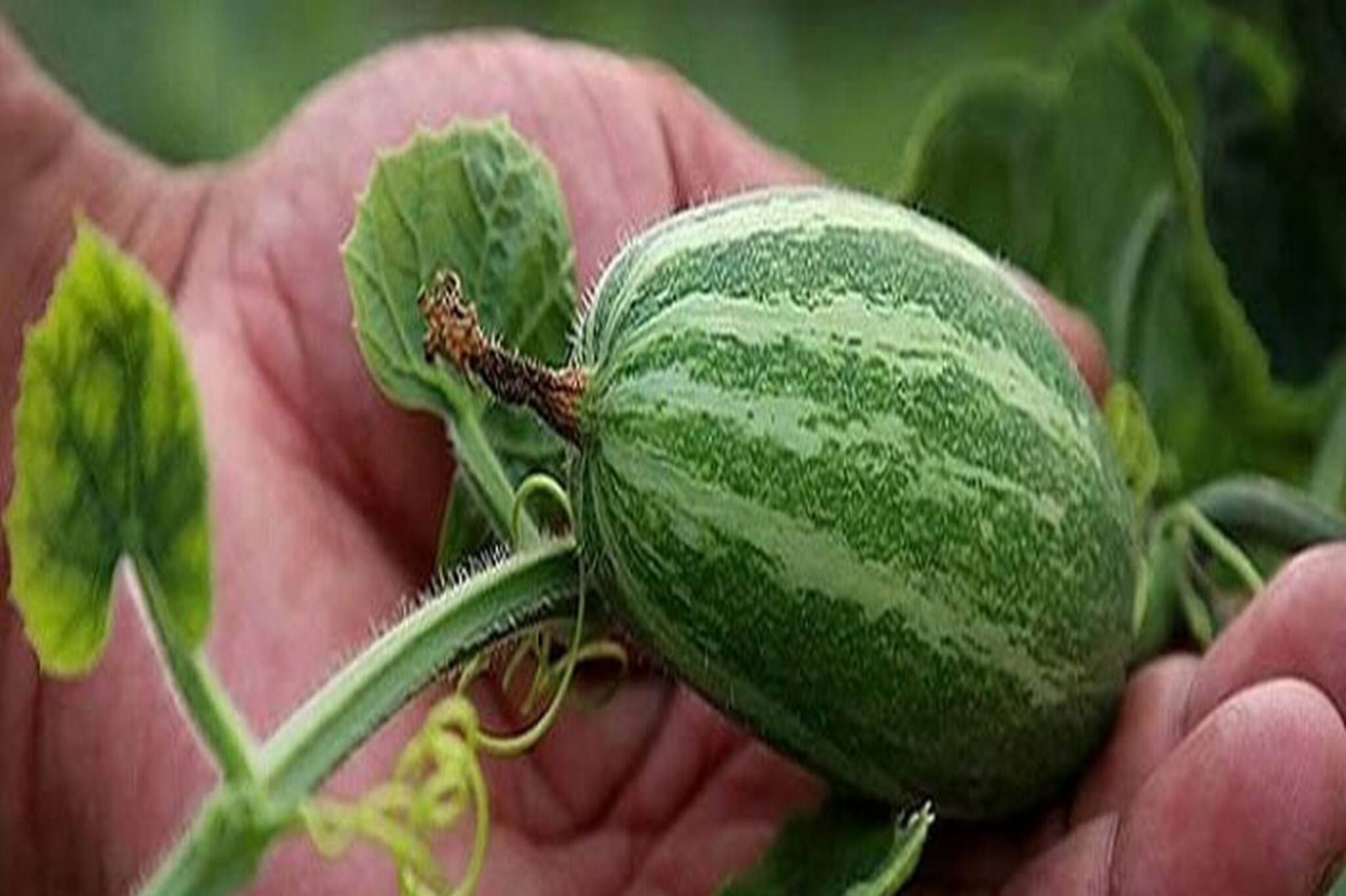 পটল তোলা মানে মৃত্যু কেন? প্রবাদে মারা যাওয়ার সঙ্গে কী সম্পর্ক এই ছাপোষা সবজির!