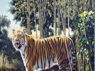 The Hidden Tiger Optical Illusion