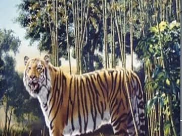 The Hidden Tiger Optical Illusion