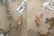 ভয়ানকের চেয়ে সাংঘাতিক! একদল বাঘের মধ্যে একটা কুকুর, তারপর... ভয়ানকের চেয়ে সাংঘাতিক! একদল বাঘের মধ্যে একটা কুকুর, তারপর...