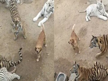 dog roaming among tigers