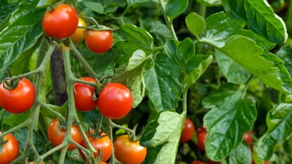 টমেটো। সংগৃহীত ছবি। টমেটো। সংগৃহীত ছবি।