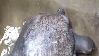 Tortoise recovered from Salt Lake water body Tortoise recovered from Salt Lake water body