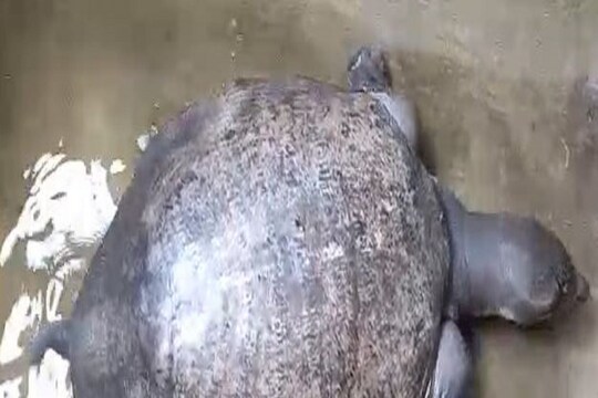 Tortoise recovered from Salt Lake water body