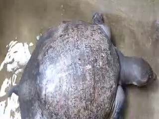 Tortoise recovered from Salt Lake water body