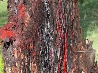 The tree's length can range from 33 to 39 feet and its life can be up to 650 years.
The tree's length can range from 33 to 39 feet and its life can be up to 650 years.