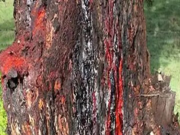 The tree's length can range from 33 to 39 feet and its life can be up to 650 years.
The tree's length can range from 33 to 39 feet and its life can be up to 650 years.