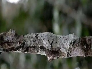 Optical Illusion Lizard