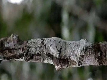 Optical Illusion Lizard