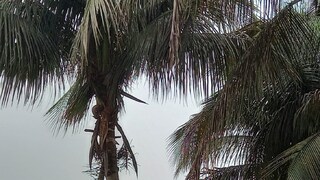 উত্তরবঙ্গে ভারী বৃষ্টি আজও, বিক্ষিপ্ত বৃষ্টির পূর্বাভাস দক্ষিণবঙ্গে উত্তরবঙ্গে ভারী বৃষ্টি আজও, বিক্ষিপ্ত বৃষ্টির পূর্বাভাস দক্ষিণবঙ্গে