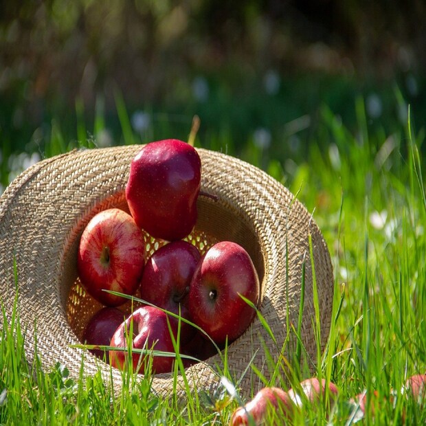 •আপনি কি জানেন Ice-Apple-এর বাংলা কী? 