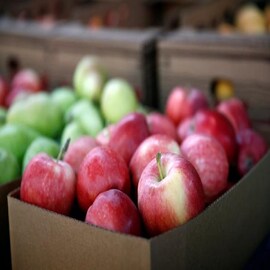 Apple তো খান নিয়মিত, Ice-Apple কোন জনপ্রিয় ফলকে বলে? উত্তরে ডাহা ফেল ৯৯% মানুষ