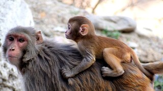 Viral Video of Monkey in Bihar Viral Video of Monkey in Bihar