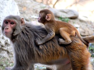 Viral Video of Monkey in Bihar