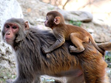 Viral Video of Monkey in Bihar