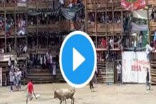 ষাঁড়ের লড়াই দেখতে হাজির হয়েছিলেন বহু মানুষ, হুড়মুড়িয়ে ভাঙল গ্যালারি