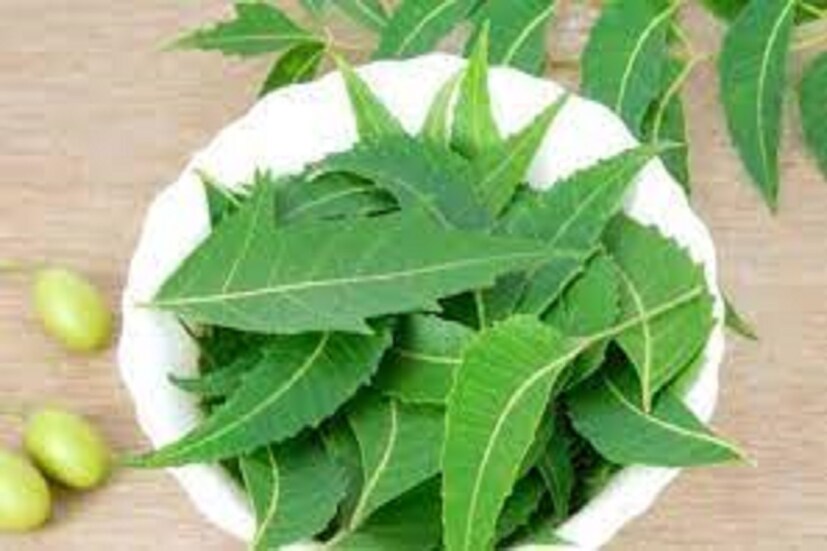 শাস্ত্রমতে কুষ্ঠিতে পিতৃদোষ থাকলে বাড়ির দক্ষিণ বা পশ্চিম কোণে গাছ বসানো প্রয়োজনীয় ৷ এরফলে পিতৃপুরুষ সন্তুষ হন, আশীর্বাদের বন্যা বয়ে যায় ৷ প্রতীকী ছবি ৷