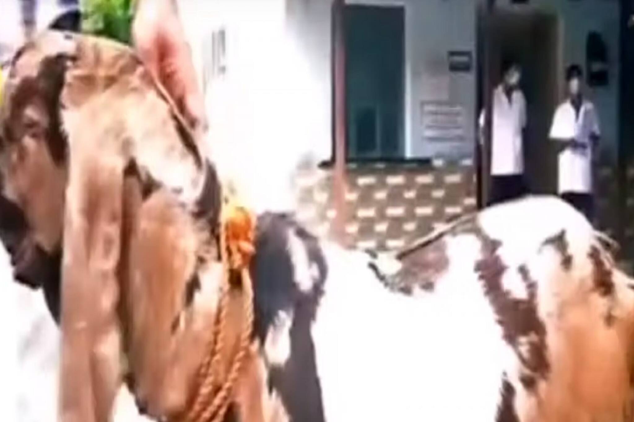 ছাগলের কান দিয়ে মানুষের নাক ও কানের প্লাস্টিক সার্জারি, ভিডিও দেখলে চমকে যাবেন