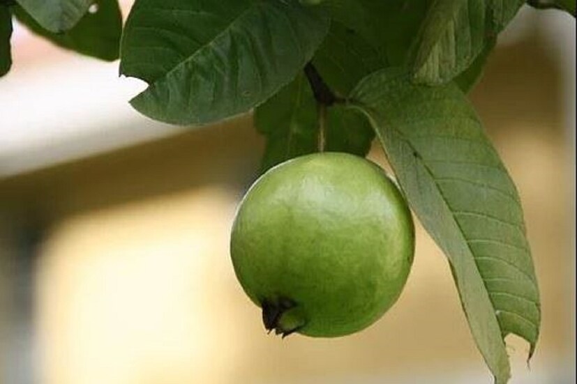 স্বপ্ন শাস্ত্রে অনুযায়ি যদি আপনি পেয়ারা দেখেন তাহলেও তা অত্যন্ত শুভ৷ যদি স্বপ্নে দেখেন আপনি পেয়ারা খাচ্ছেন তাহলে তার মানে আপনার প্রেম জীবন আগামী দিনে আরও মিষ্টি হতে চলেছে৷  পাশাপাশি যদি প্রেম না হয় তাহলে আপনি নিশ্চিত ভাবে প্রেমে পড়তে চলেছেন৷ Photo -representative