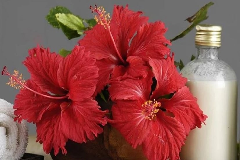 জবা ফুলের তেল বানাতে যা যা লাগবে: ৮ টা লাল জবা ফুল, ৮ টা জবা পাতা এবং এক কাপ নারকেল তেল। জবা ফুলের তেল বানানোর পদ্ধতি: প্রথম ধাপ – জবা ফুল এবং জবা পাতাগুলো ভালো করে ধুয়ে নিতে হবে।