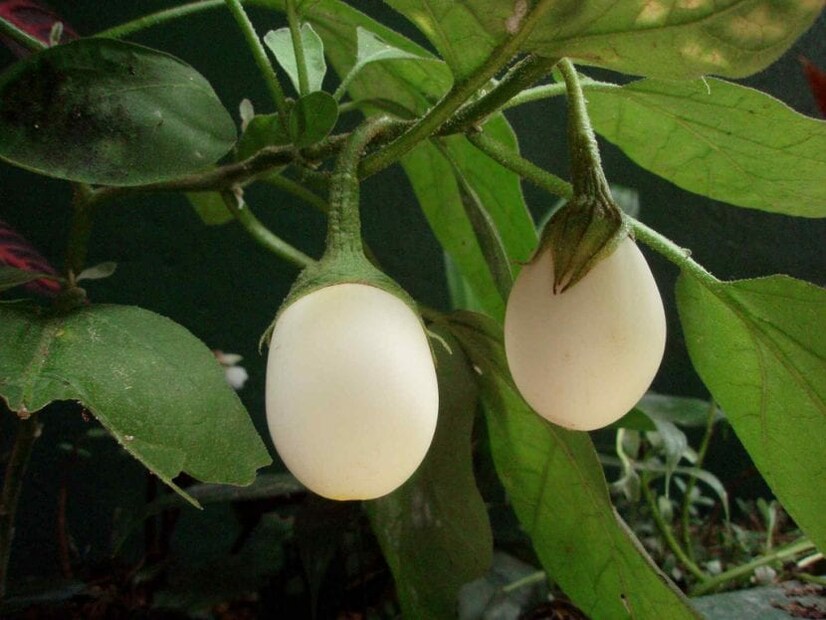 এগ-প্লান্ট-এর বাংলা করলে দাঁড়ায়, ডিমের গাছ! হঠাৎ, এরকম নামকরণ কেন হল বেগুনের? এর উত্তর খুঁজতে বেশ অনেকটা অতীতে যেতে হবে! ১৭০০ শতাব্দীর দিকের কথা। তখন ইউরোপীয় বেগুণ দেখতে এখনকার বেগুণের মতো বেগুনি রং-এর ছিল না। আদি বেগুন দেখতে ছিল ছোট গোলাকার এবং সাদা বা হলদে-সাদা রঙের।