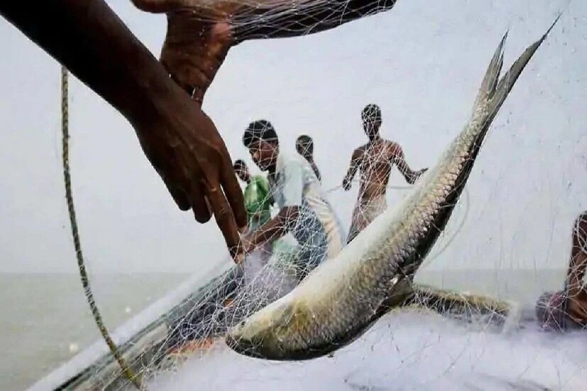 রবিবার থেকেই এই মাছ কলকাতা সহ রাজ্যের বিভিন্ন বাজারে ছড়িয়ে পড়তে শুরু করেছে। তবে ৫০০ গ্রাম ওজনের কম বা ছোট সাইজের মাছ যাতে ধরা না হয় সেই দিকে নজরদারী চালানো হচ্ছে।