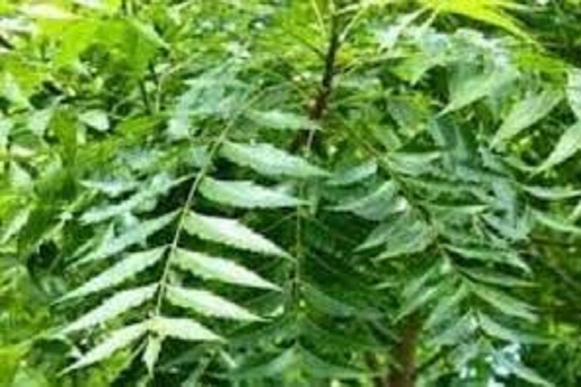 কেতুর ক্রোধ শান্ত করতে নিমকাঠ দিয়ে যজ্ঞ করলে বিশেষ ফল পাওয়া সম্ভব ৷ প্রায় দুমাস ধরে প্রতি সপ্তাহে একবার এমন করলে বিশেষ ভাবে শুভ হযে থাকে ৷ প্রতীকী ছবি ৷