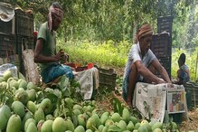 গোটা দেশে গর্বিত হবে বাংলা, সৌজন্যে মালদহের আম! ব্যাপার কী? গোটা দেশে গর্বিত হবে বাংলা, সৌজন্যে মালদহের আম! ব্যাপার কী?