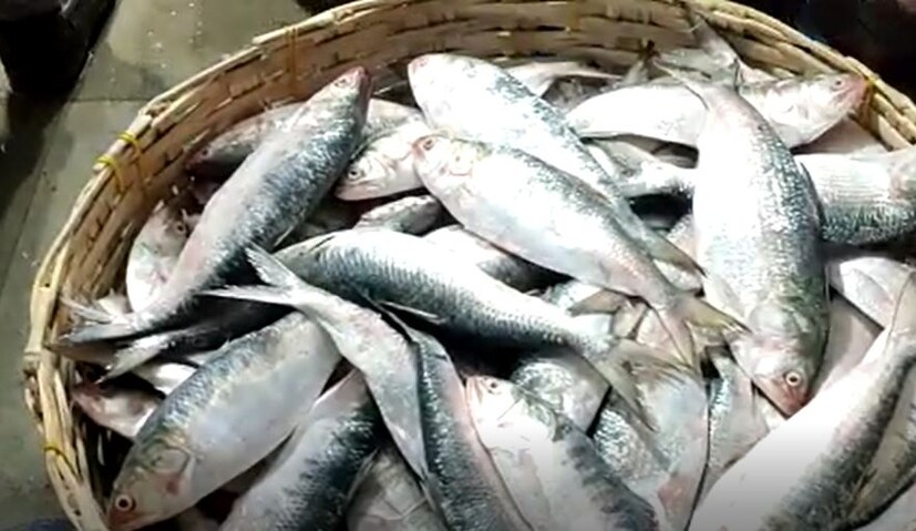 মঙ্গলবার ১৪ জুন শেষ হয়েছে সামুদ্রিক মাছ ধরার ওপর সরকারি নিষেধাজ্ঞা। ১৫ জুন থেকে শুরু হয়েছে ইলিশ (Hilsa) ধরার মরশুম। সামুদ্রিক মাছ ও ইলিশের প্রজনন বৃদ্ধির জন্য গত ১৪ এপ্রিল থেকে এই নিষেধাজ্ঞা ছিল।