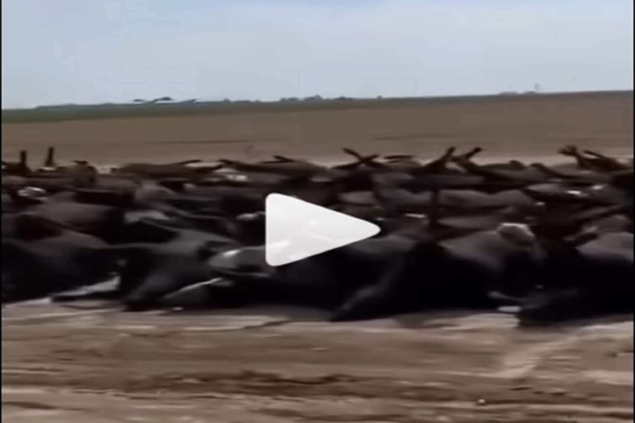 দুই হাজার গবাদি পশুর এক সঙ্গে মৃত্যু! ধ্বংসের মুখে পৃথিবী! ভিডিও ভয় ধরাবে