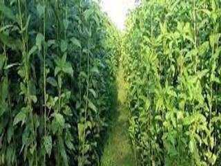 প্রতীকী ছবি