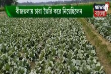 Annadata: কীভাবে চাষ করা হয় বাঁধাকপি? দেখুন অন্নদাতা
