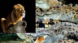 Viral Video: wildlife video series Viral Video: wildlife video series