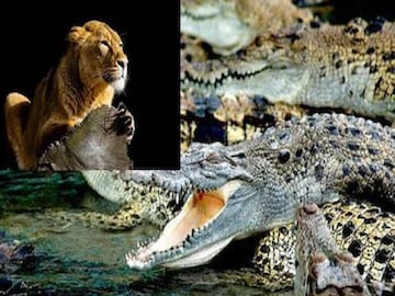 Viral Video: wildlife video series 