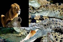 মরা জলহস্তীর ওপর দাঁড়িয়ে কাঁপছে সিংহী, চারদিকে ঘিরে রয়েছে ৪০ টি কুমীর, দেখুন মরা জলহস্তীর ওপর দাঁড়িয়ে কাঁপছে সিংহী, চারদিকে ঘিরে রয়েছে ৪০ টি কুমীর, দেখুন