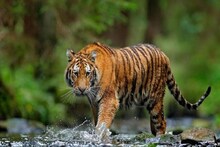 দারুণ আয়োজন, কলকাতা দেখে নিল সেরা বাঘেদের ছবি!