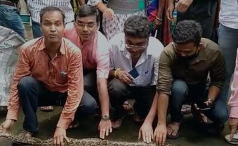 নাগরাকাটায় বিডিও অফিসের ক্যান্টিন থেকে সোমবার দুপুরে উদ্ধার হল প্রায় আট ফুটের একটি অজগর। সেই সময়ে ক্যান্টিনে খেতে বসেছিলেন কয়েকজন কর্মী।