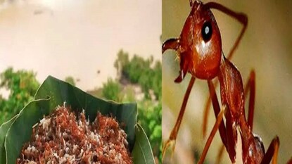 Red Ant Chutney Red Ant Chutney