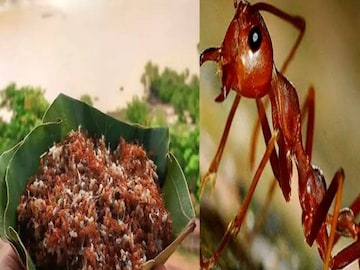 Red Ant Chutney