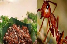 লাল পিঁপড়ের চাটনি দারুণ স্বাস্থ্যকর! কেন্দ্রের কাছে GI তকমা চাইল ওড়িশা লাল পিঁপড়ের চাটনি দারুণ স্বাস্থ্যকর! কেন্দ্রের কাছে GI তকমা চাইল ওড়িশা