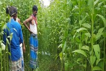 এত দুর্গন্ধ কীসের! পাটক্ষেতে নজর পড়তেই আঁতকে উঠল বনগাঁ, অবিশ্বাস্য দৃশ্য এত দুর্গন্ধ কীসের! পাটক্ষেতে নজর পড়তেই আঁতকে উঠল বনগাঁ, অবিশ্বাস্য দৃশ্য