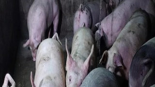 African Swine Fever