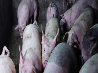 African Swine Fever