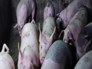 African Swine Fever