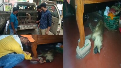 গৃহস্থের বাড়ি ঢুকে পড়ল হনুমান