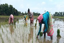 পর্যাপ্ত বৃষ্টিপাতের অভাব, আমন ধানে ক্ষতির সম্ভাবনা মালদহে পর্যাপ্ত বৃষ্টিপাতের অভাব, আমন ধানে ক্ষতির সম্ভাবনা মালদহে