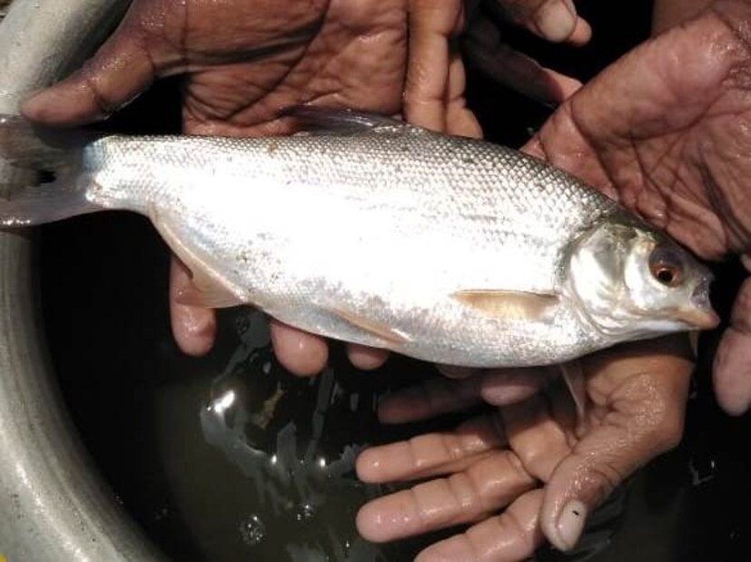 মৎস্য দফতরের অধিকর্তাদের মতে পেংবা মাছ অত্যন্ত সুস্বাদু। অবিকল ইলিশের মত খেতে। দেখতে আলাদা হতে পারে, তবে স্বাদে অত্যন্ত পাকা জিহ্বা ছাড়া পার্থক্য করা কঠিন। বৈজ্ঞানিক পদ্ধতিতে চৌবাচ্চায় পেংবা মাছের চাষ সম্ভব এবং তা খুব অল্প সময়েই খাদ্য যোগ্য হয়ে উঠছে। প্রতীকী ছবি। 